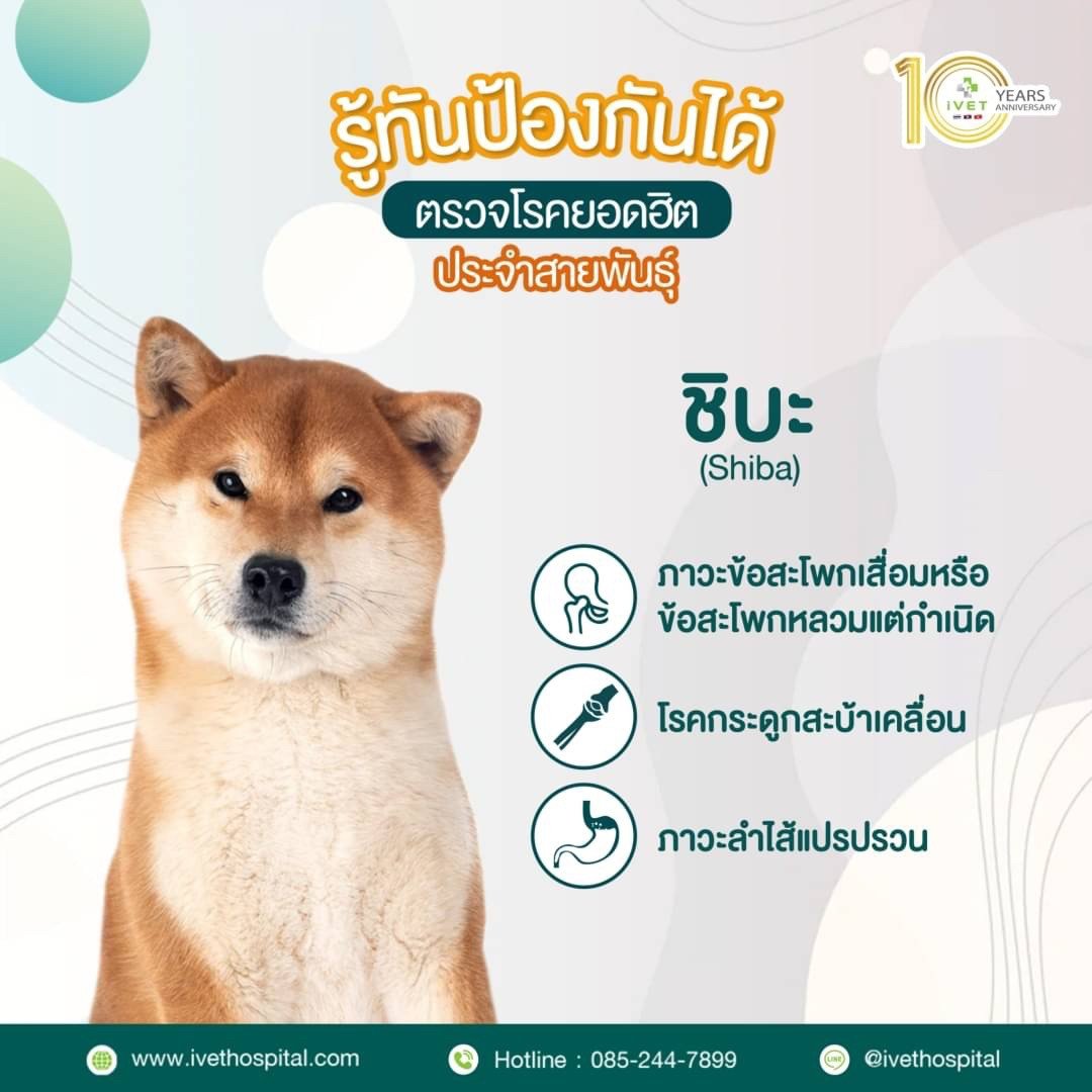สายพันธุ์ ชิบะ  สายพันธุ์ ชิบะ